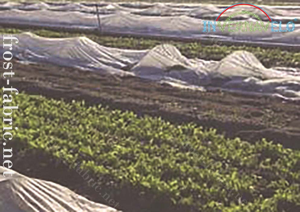 invernavelo frost fabric protecting crop field