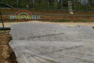 floating row cover installed for plants protection